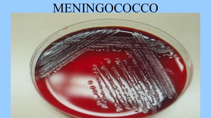 meningocco